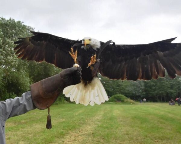 Roofvogeldemonstratie